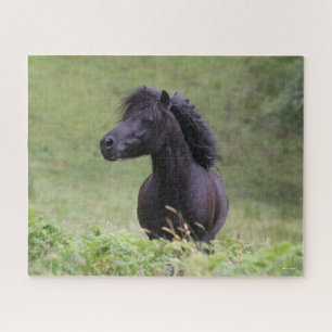 Bob Langrish Black Shetland Pony Stallion Headshot Legpuzzel