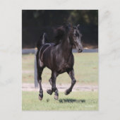 Bob Langrish | Black Tennessee Walker Running Briefkaart (Voorkant)
