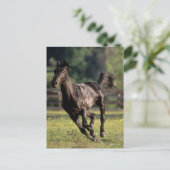 Bob Langrish | Black Warmblood Stallion Runing Briefkaart (Staand voorkant)