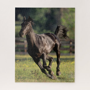 Bob Langrish   Black Warmblood Stallion Runing Legpuzzel