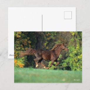 Bob Langrish   Bruine Rocky Mountain Horse Running Briefkaart