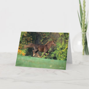 Bob Langrish   Bruine Rocky Mountain Horse Running Kaart