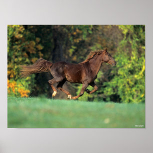 Bob Langrish Bruine Rocky Mountain Horse Running Poster