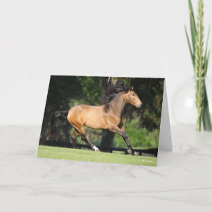 Bob Langrish Buckskin Lusitano Running Kaart