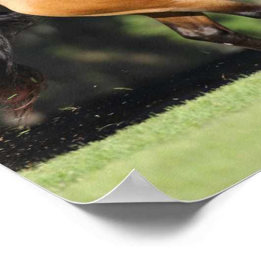 Bob Langrish | Buckskin Lusitano Running Poster (Hoek)