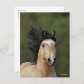 Bob Langrish | Buckskin Welsh Pony Headshot Briefkaart (Voorkant / Achterkant)