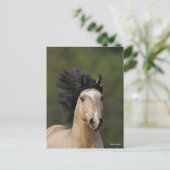 Bob Langrish | Buckskin Welsh Pony Headshot Briefkaart (Staand voorkant)