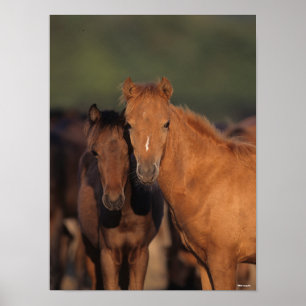 Bob Langrish Caspian Pony Foals Permanent Poster