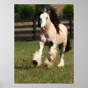 Bob Langrish Champagne Color Gypsy Vanner Running Poster