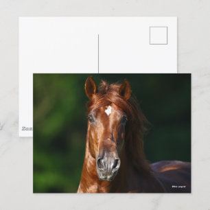 Bob Langrish Chestnut Andalucian Stallion Headshot Briefkaart