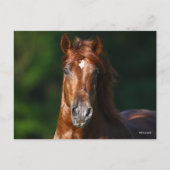 Bob Langrish Chestnut Andalucian Stallion Headshot Briefkaart (Voorkant)