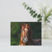 Bob Langrish Chestnut Andalucian Stallion Headshot Briefkaart (Staand voorkant)