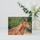 Bob Langrish | Chestnut Arab Headshot Mane Flowing Briefkaart (Staand voorkant)