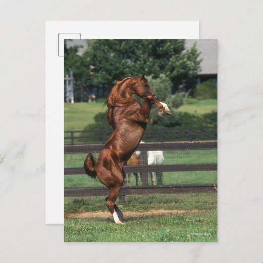 Bob Langrish | Chestnut Arab Stallion Rearing Briefkaart (Voorkant / Achterkant)