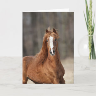 Bob Langrish   Chestnut Hackney Headshot Kaart