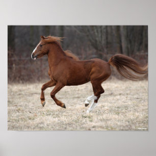 Bob Langrish   Chestnut Hackney-Pony aan de gang Poster
