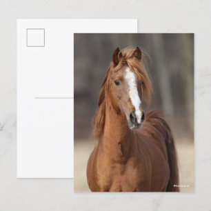 Bob Langrish Chestnut Hackney Pony headshot Briefkaart