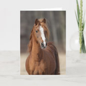 Bob Langrish | Chestnut Hackney Pony headshot Kaart (Voorkant)