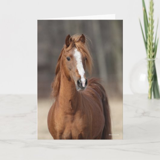Bob Langrish | Chestnut Hackney Pony headshot Kaart (Voorkant)