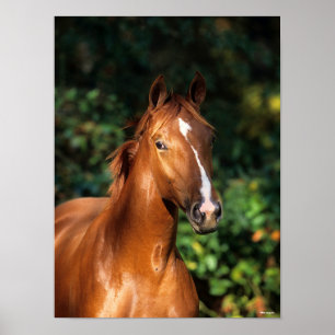 Bob Langrish Chestnut Hanoverian Horse Headshot Poster