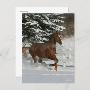 Bob Langrish Chestnut in de sneeuw Briefkaart