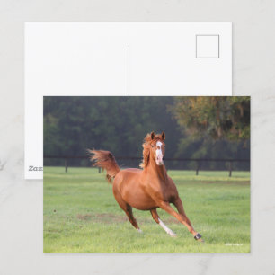 Bob Langrish   Chestnut Oldenburg Briefkaart