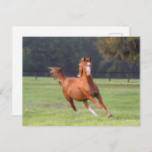 Bob Langrish | Chestnut Oldenburg Briefkaart (Voorkant / Achterkant)