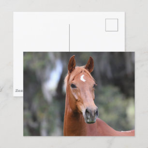 Bob Langrish Chestnut Oldenburg Headshot Briefkaart