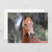 Bob Langrish | Chestnut Oldenburg Headshot Briefkaart (Voorkant / Achterkant)