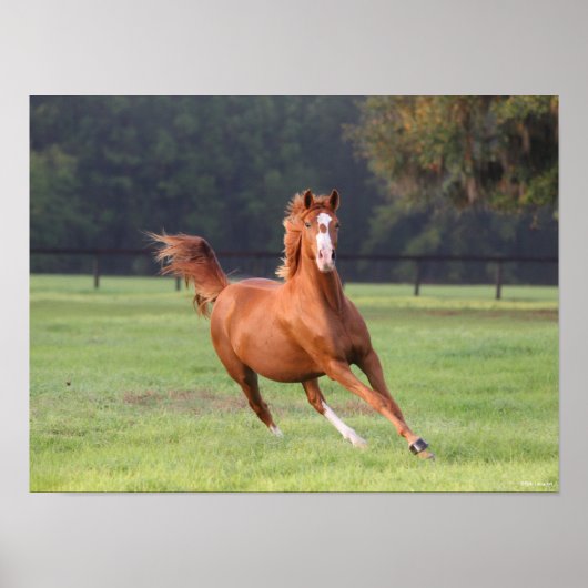 Bob Langrish | Chestnut Oldenburg Poster (Voorkant)