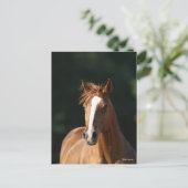 Bob Langrish | Chestnut Quarter Horse Headshot Briefkaart (Staand voorkant)