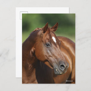 Bob Langrish Chestnut Quarter Horse Mare Headshot Briefkaart