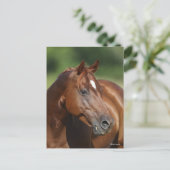 Bob Langrish Chestnut Quarter Horse Mare Headshot Briefkaart (Staand voorkant)