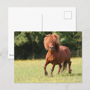 Bob Langrish Chestnut Shetland Pony Stallion Briefkaart