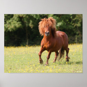 Bob Langrish Chestnut Shetland Pony Stallion Poster