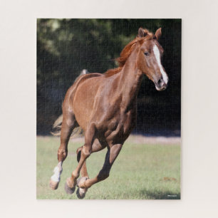 Bob Langrish Chestnut Tennessee Walker Running Legpuzzel