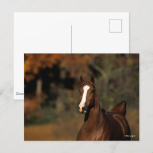 Bob Langrish Chestnut Thoroughbred Headshot Briefkaart