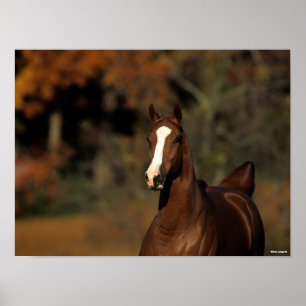 Bob Langrish Chestnut Thoroughbred Headshot Poster