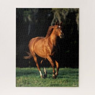 Bob Langrish   Chestnut Warmbloed Mare Running Legpuzzel