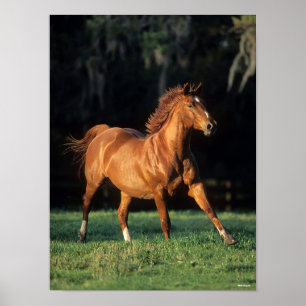 Bob Langrish   Chestnut Warmbloed Mare Running Poster