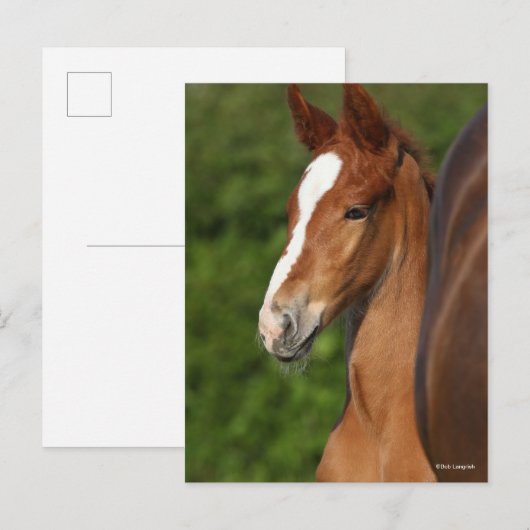 Bob Langrish | Chestnut Warmblood Foal Headshot Briefkaart (Voorkant / Achterkant)