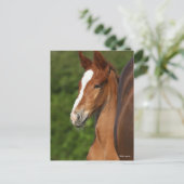 Bob Langrish | Chestnut Warmblood Foal Headshot Briefkaart (Staand voorkant)