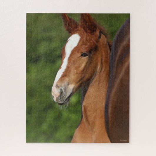 Bob Langrish | Chestnut Warmblood Foal Headshot Legpuzzel (Verticaal)