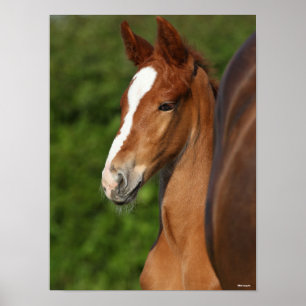 Bob Langrish   Chestnut Warmblood Foal Headshot Poster