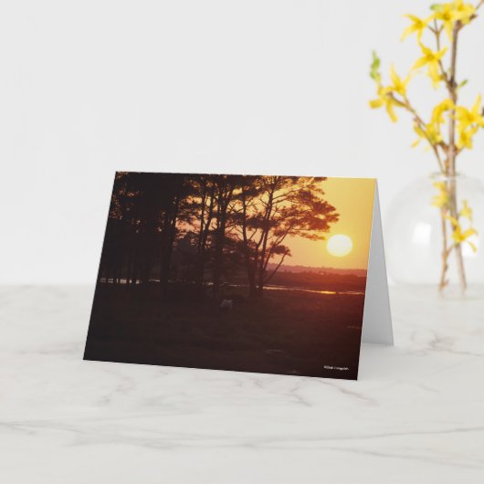 Bob Langrish | Chincoteague Grazing Sunset Kaart (Gele Bloem)