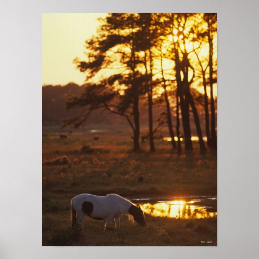 Bob Langrish Chincoteague Horse Grazing at Sunset Poster (Voorkant)