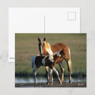 Bob Langrish Chincoteague Mare and Foal Standing Briefkaart