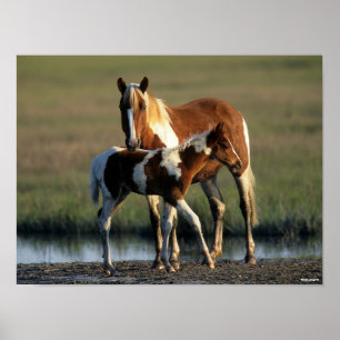 Bob Langrish   Chincoteague Mare and Foal Standing Poster