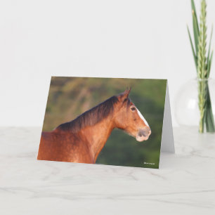 Bob Langrish   Clydesdale Bay-koptekst Kaart