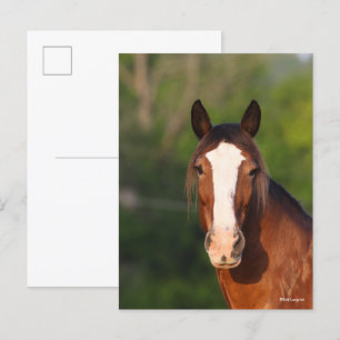Bob Langrish Clydesdale headshot Briefkaart
